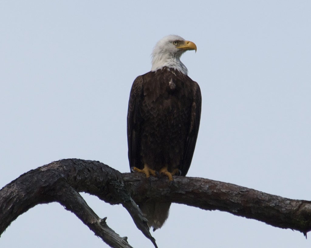 new mexico wildlife: bald eagle perched on branch