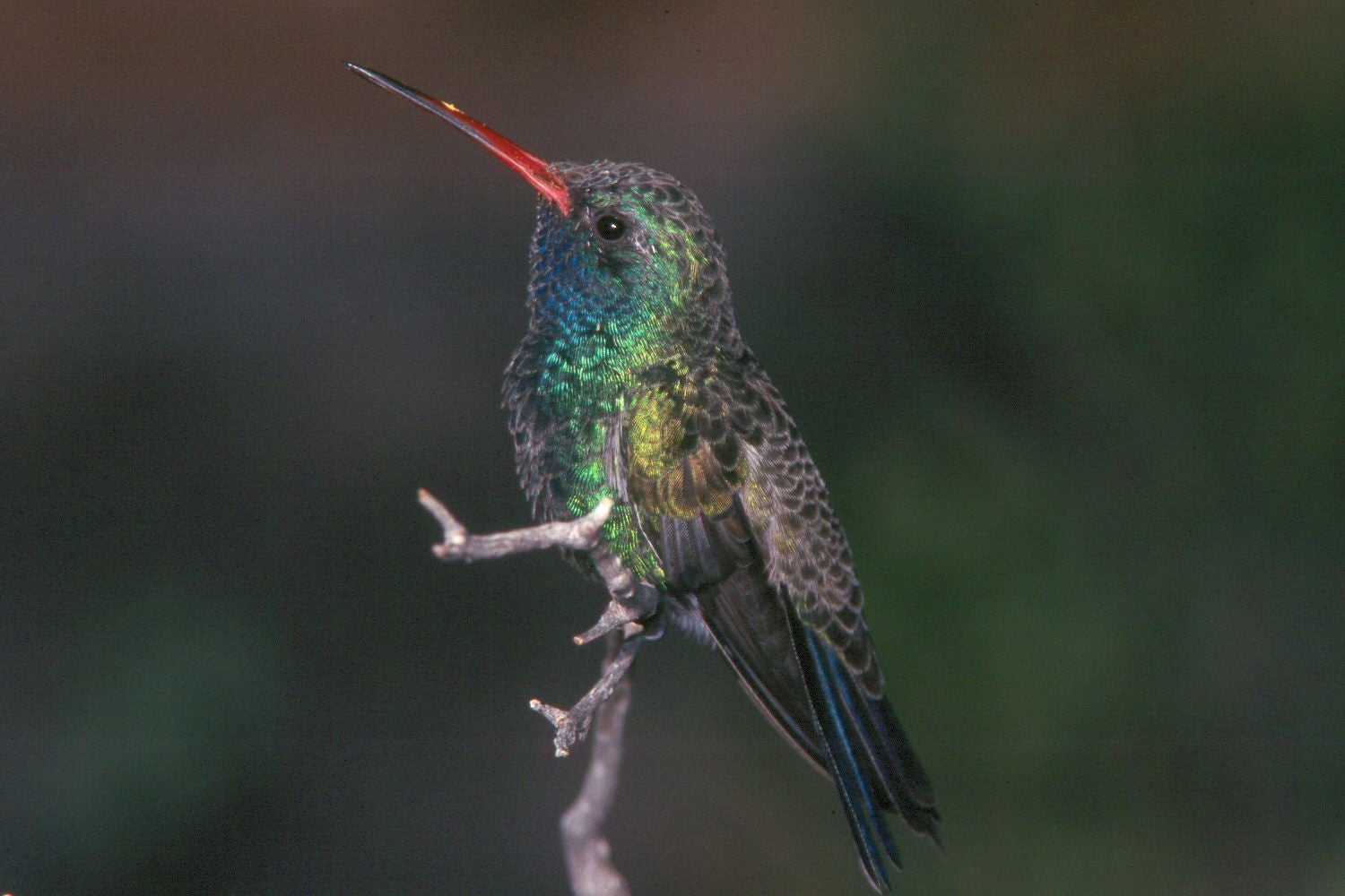 go birding and spot these iridescent hummingbirds with red beaks