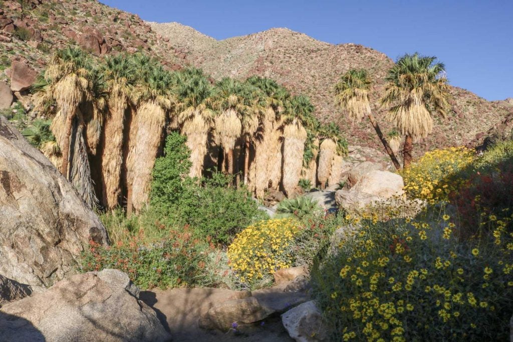 Palmiers en éventail de Californie et fleurs dans le désert