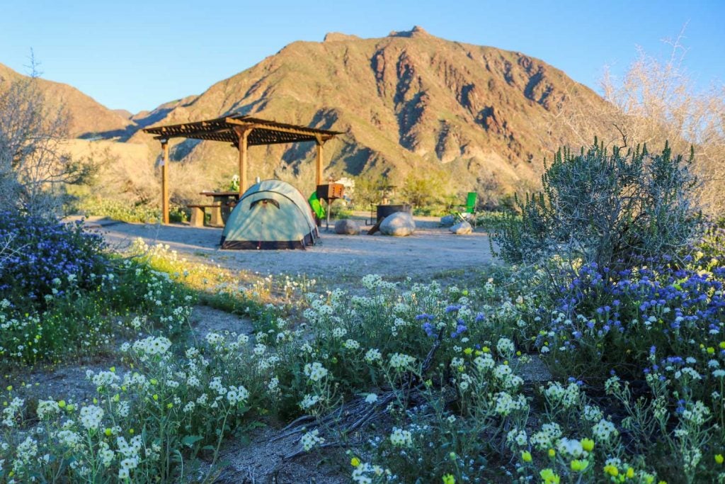 tente de camping montagneuse en arrière-plan avec des fleurs sauvages au premier plan
