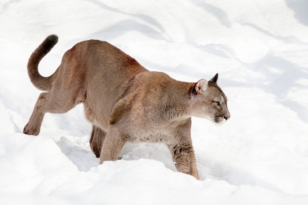 Cougar in snow - Fatal cougar attack in Oregon Mount Hood National Forest