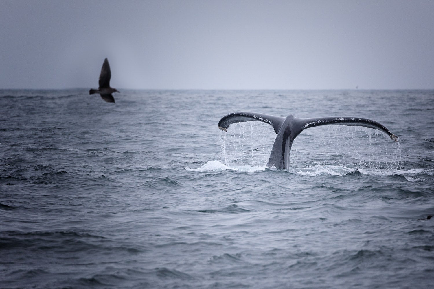 Diving whale tail captured on Oregon Whale Watching trip
