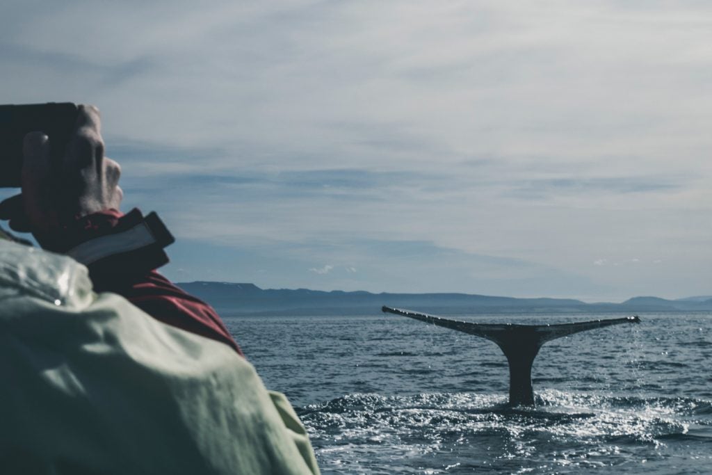 Gray whale watching in Oregon