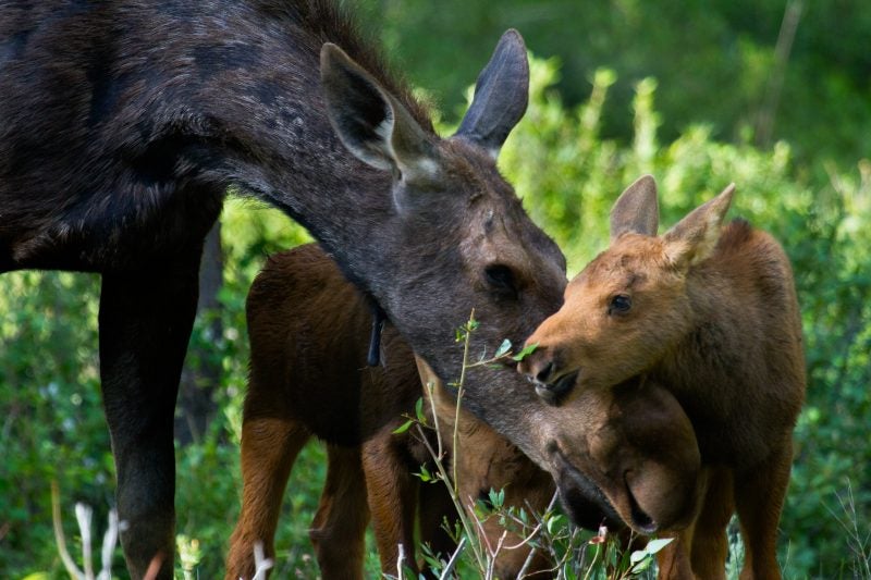 moose zero waste natural habitat adventures safari america yellowstone