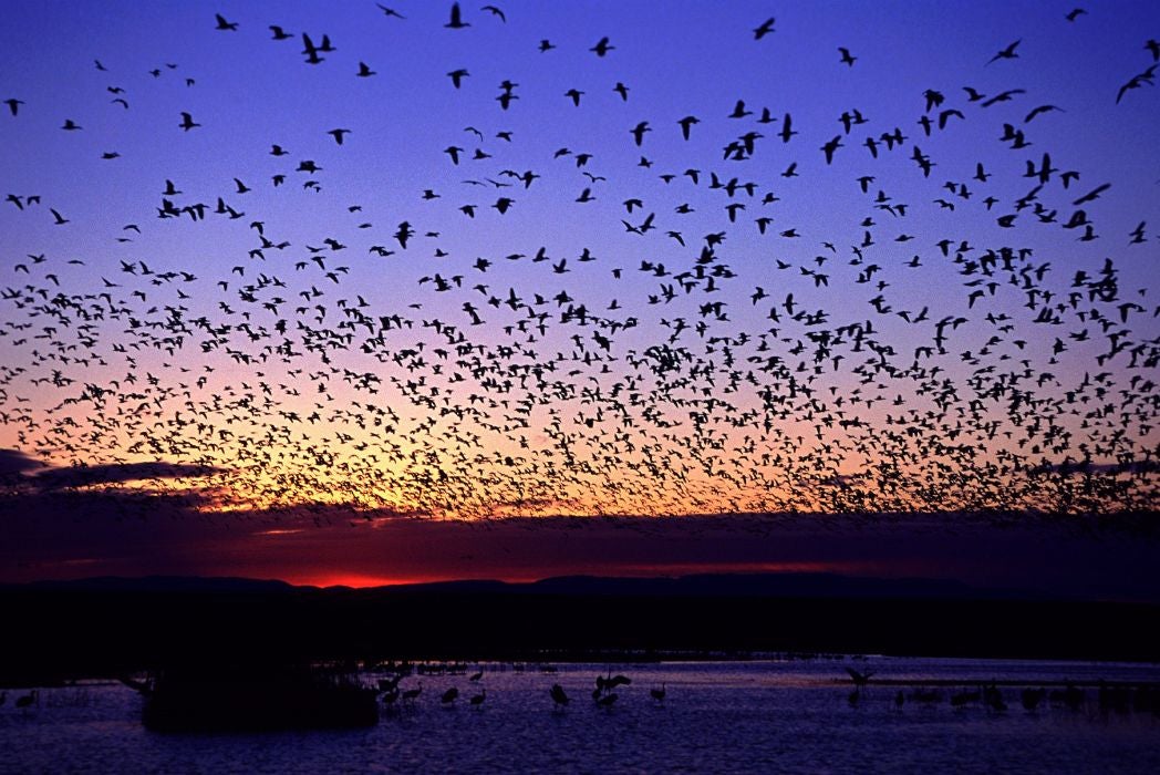 go birding at sunrise to see large flocks of birds