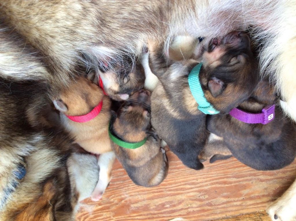 5 sled dog puppies nursing on the denali puppy cam