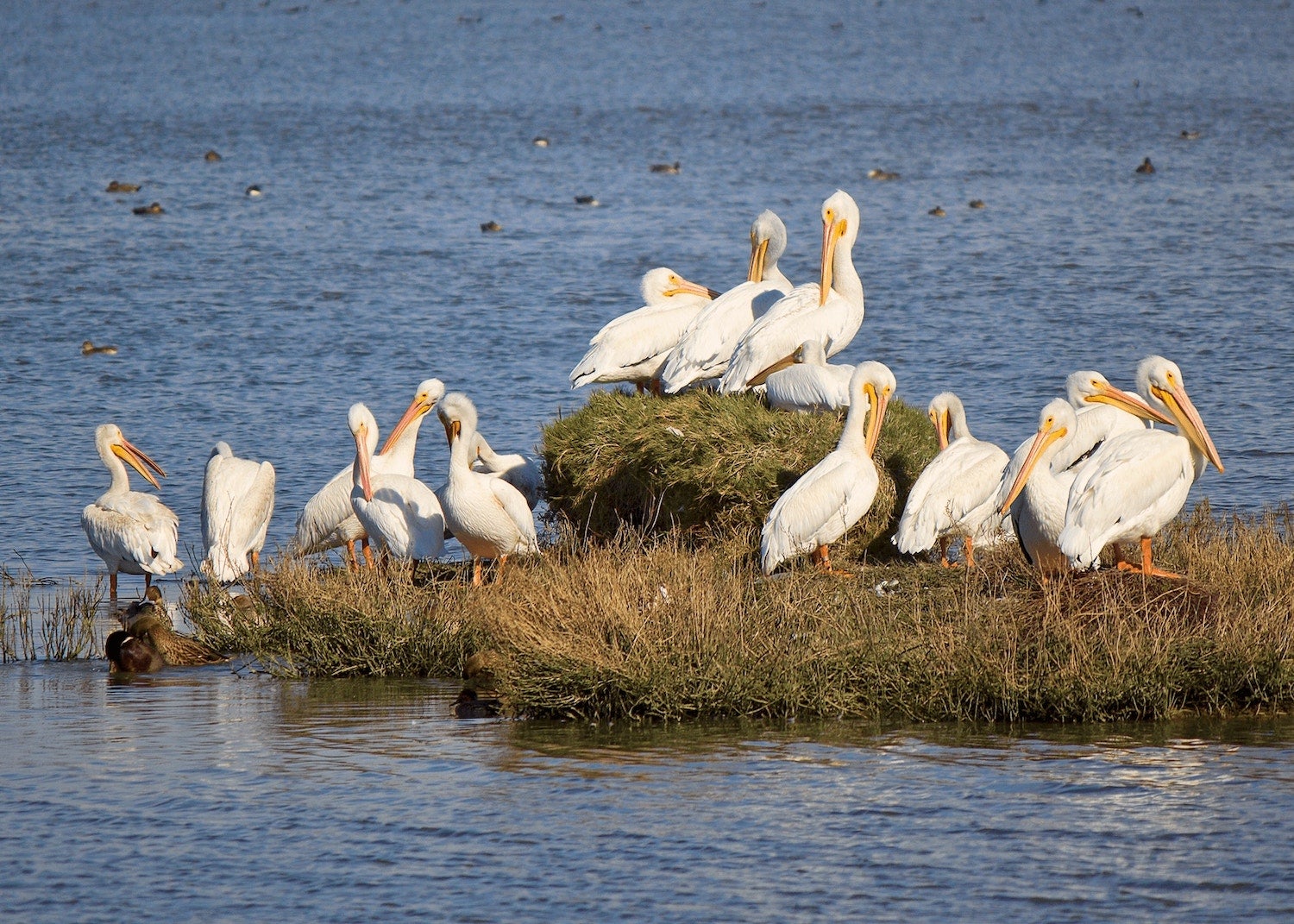 spot pelicans in groups on a small island when you go birding