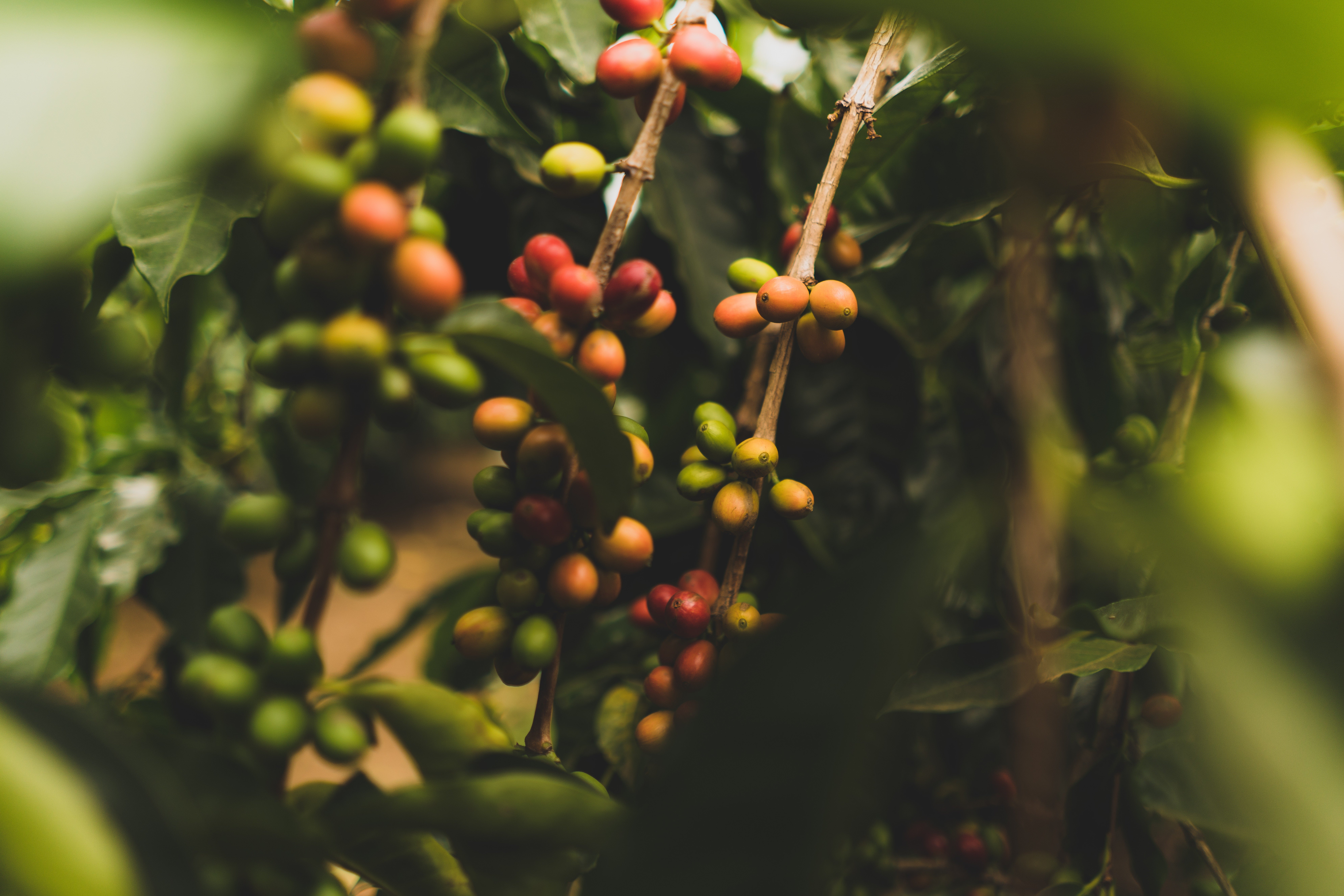 coffee beans ripening 