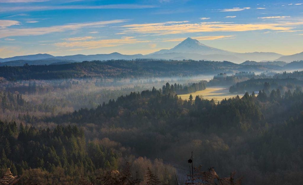 Cougar Attack Near Mount Hood Is The First Fatal Encounter in Oregon