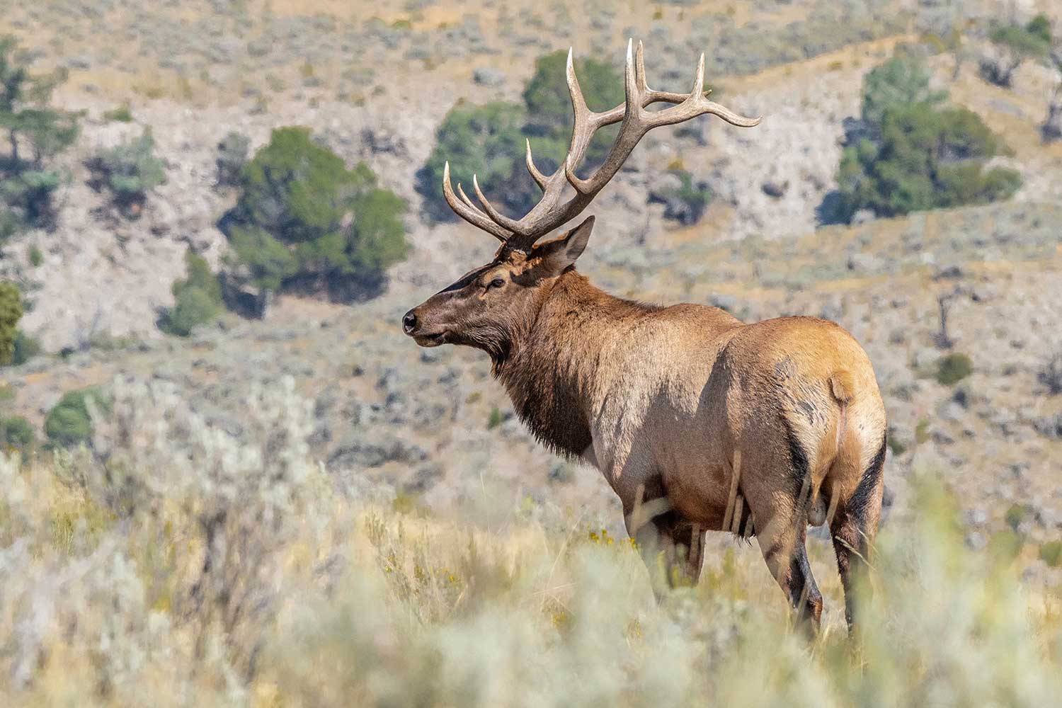 elk stands in open field in new mexico wildlife habitat