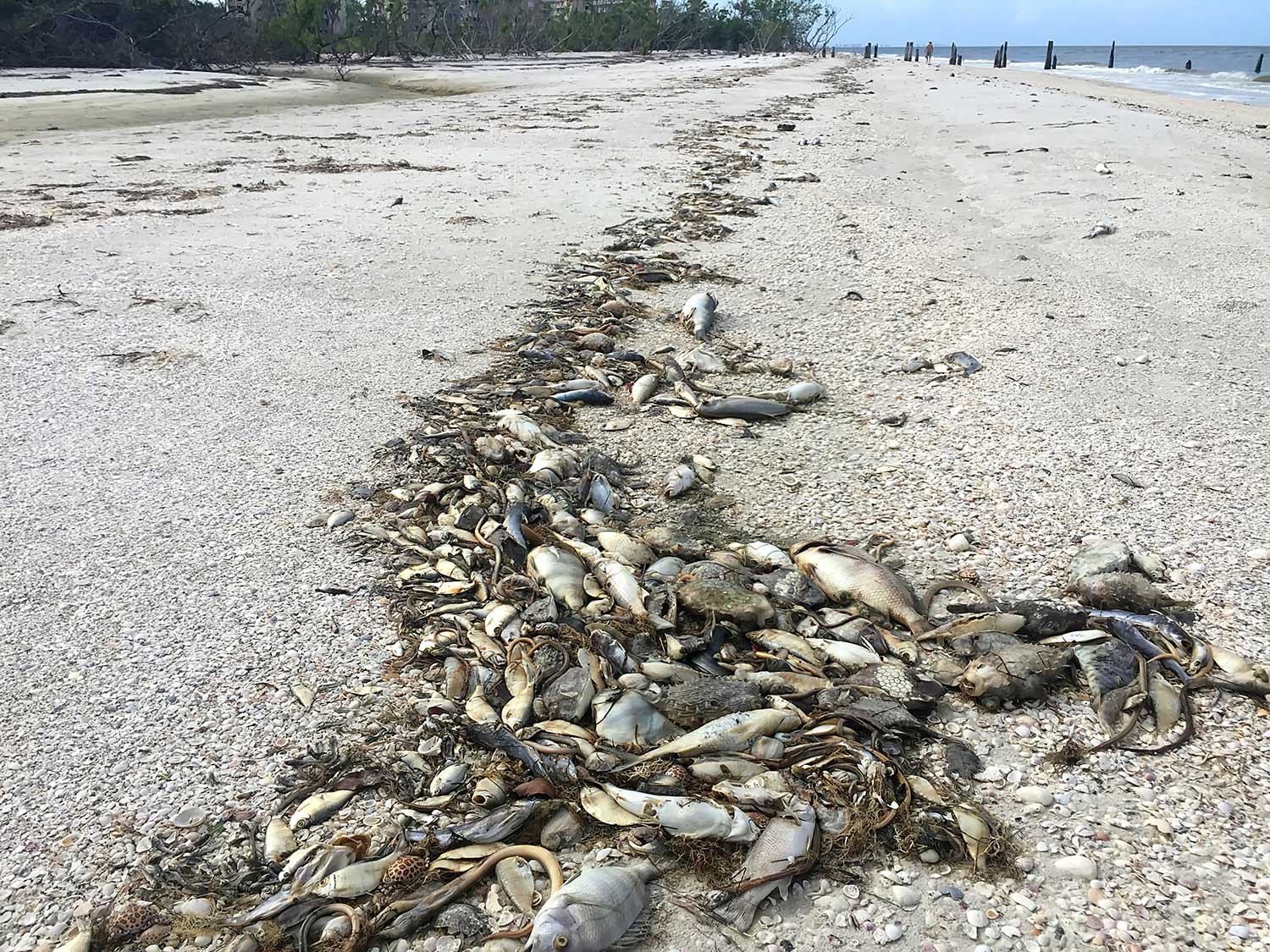 dead fish wash ashore due to red tide