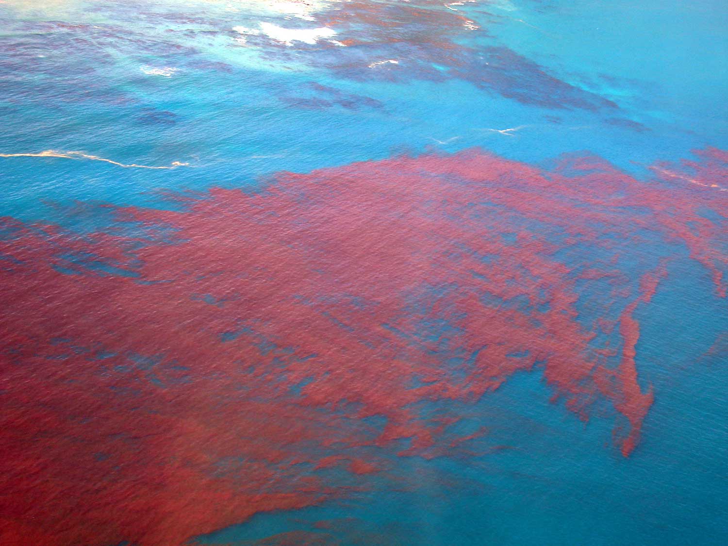 red tide florida