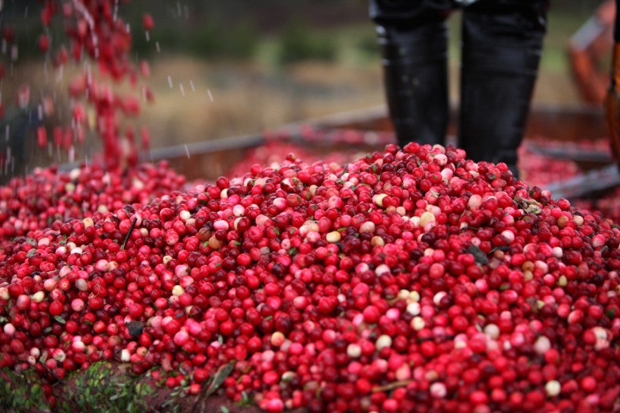 harvested cranberries falling into a pile