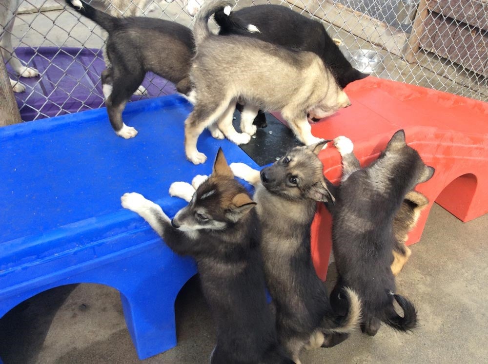7 sled dog puppies exploring their kennel on the denali puppy cam