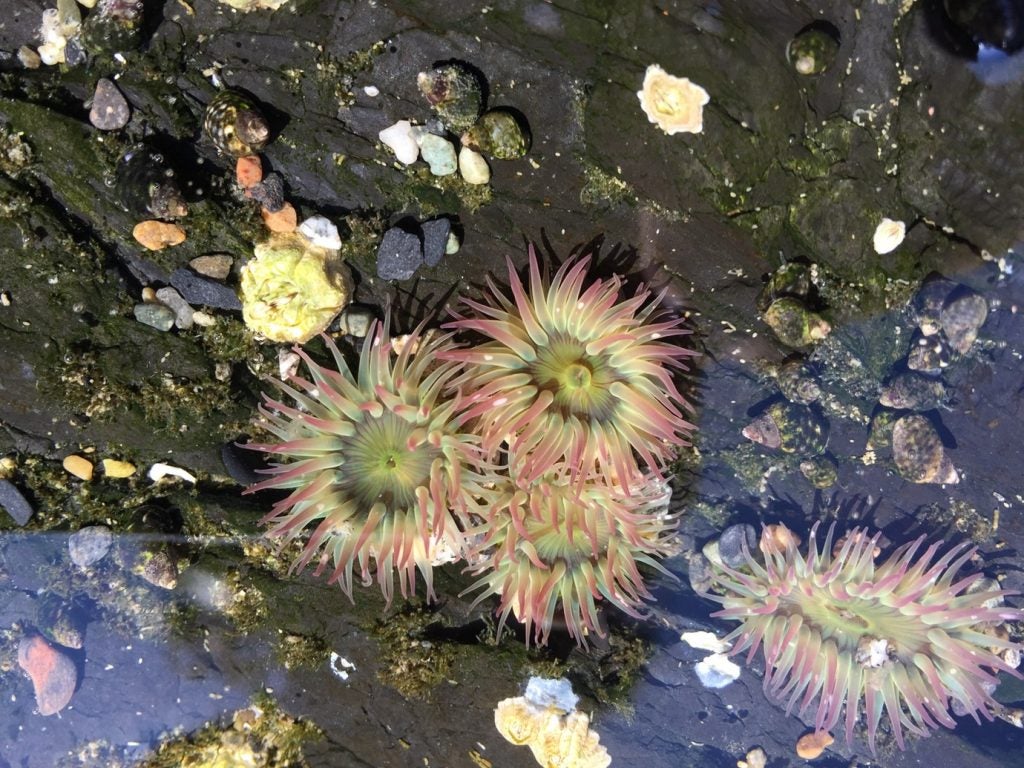 underwater tide pools in deception pass state park