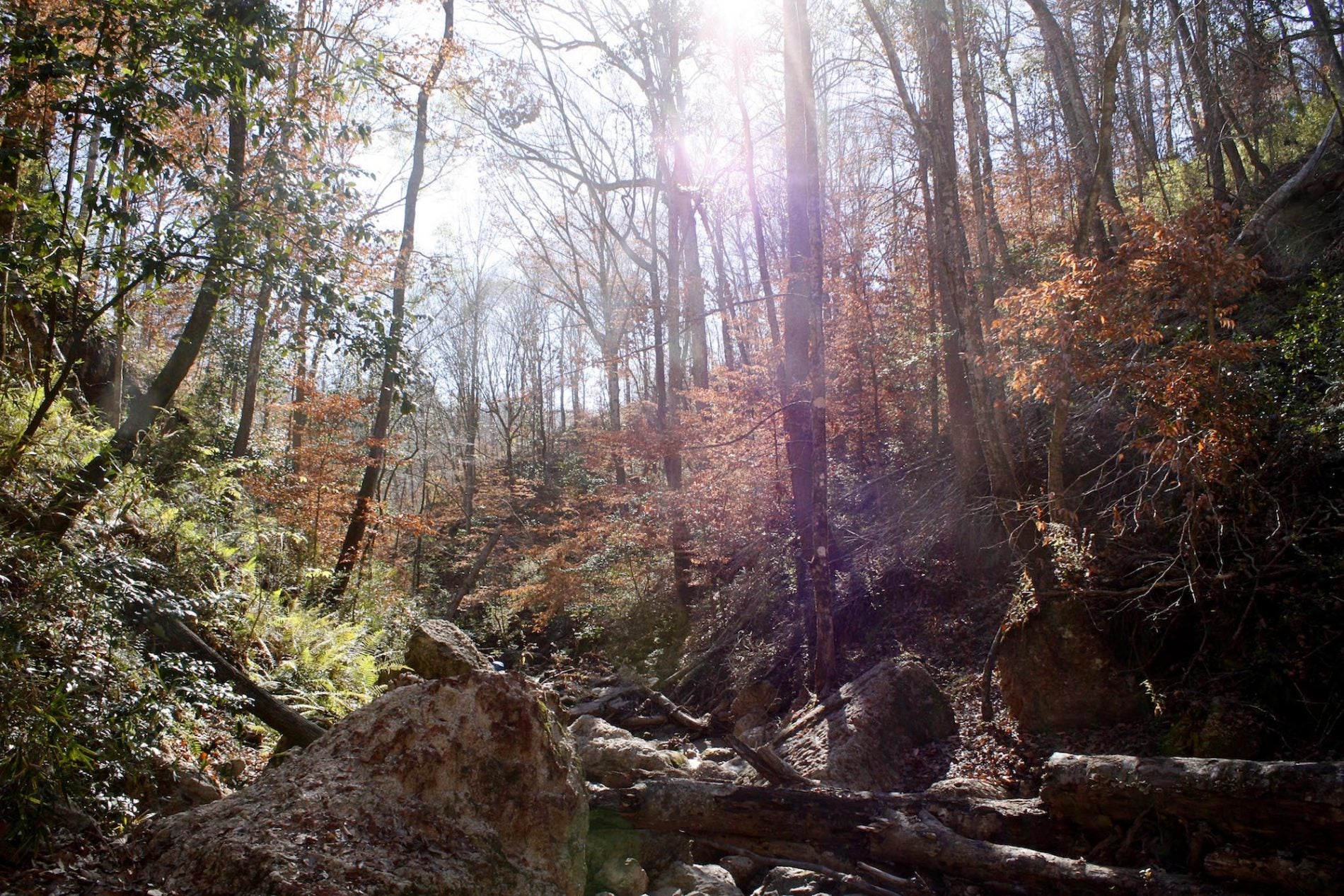 Tunica Hills is Louisiana's Premiere Primitive Paradise