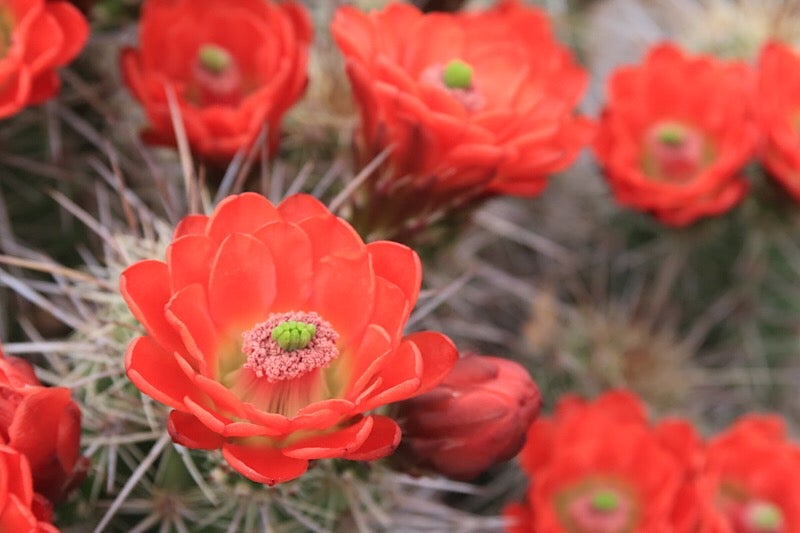 cactus flowers blooming along the grand enchantment trail