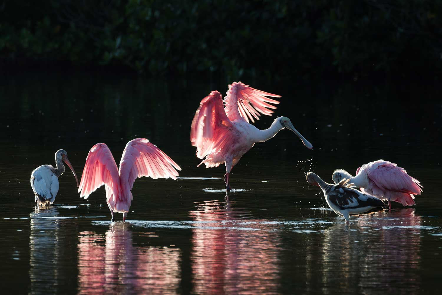 pink winged birds stretch in the water