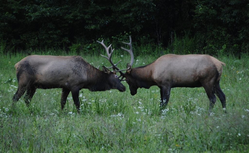 two elk colliding antlers in an open field of grass and wildflowers