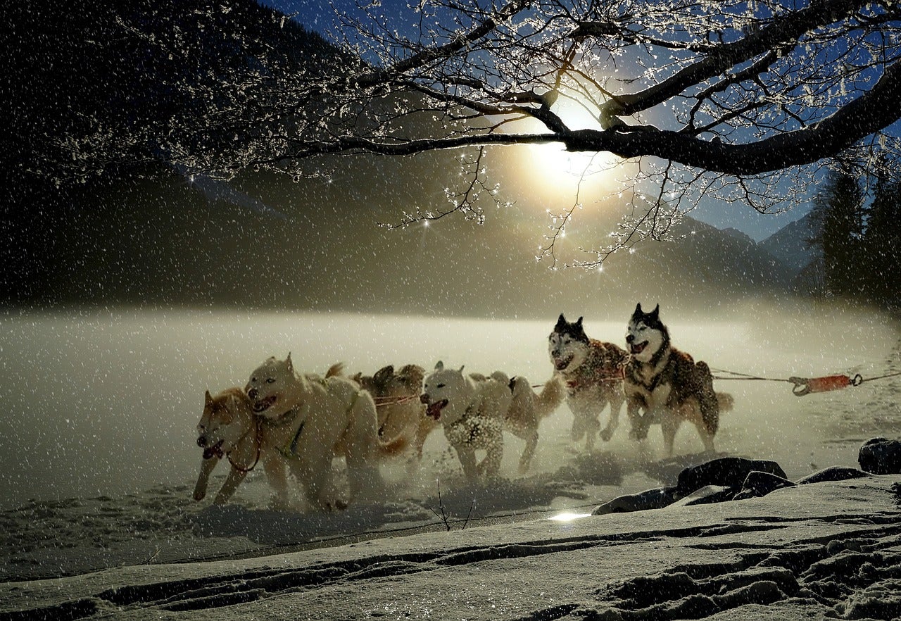 dog sledding with mountains in the background