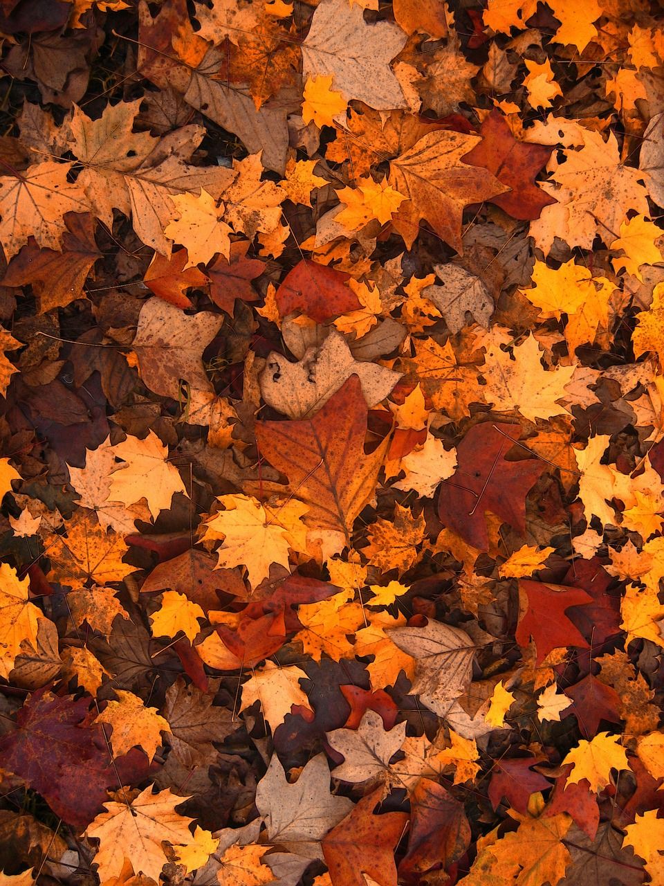 "Leaf Watch" Helps You Plan Georgia Camping for Peak Color