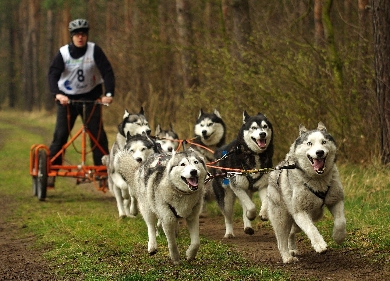 dryland dog sledding 