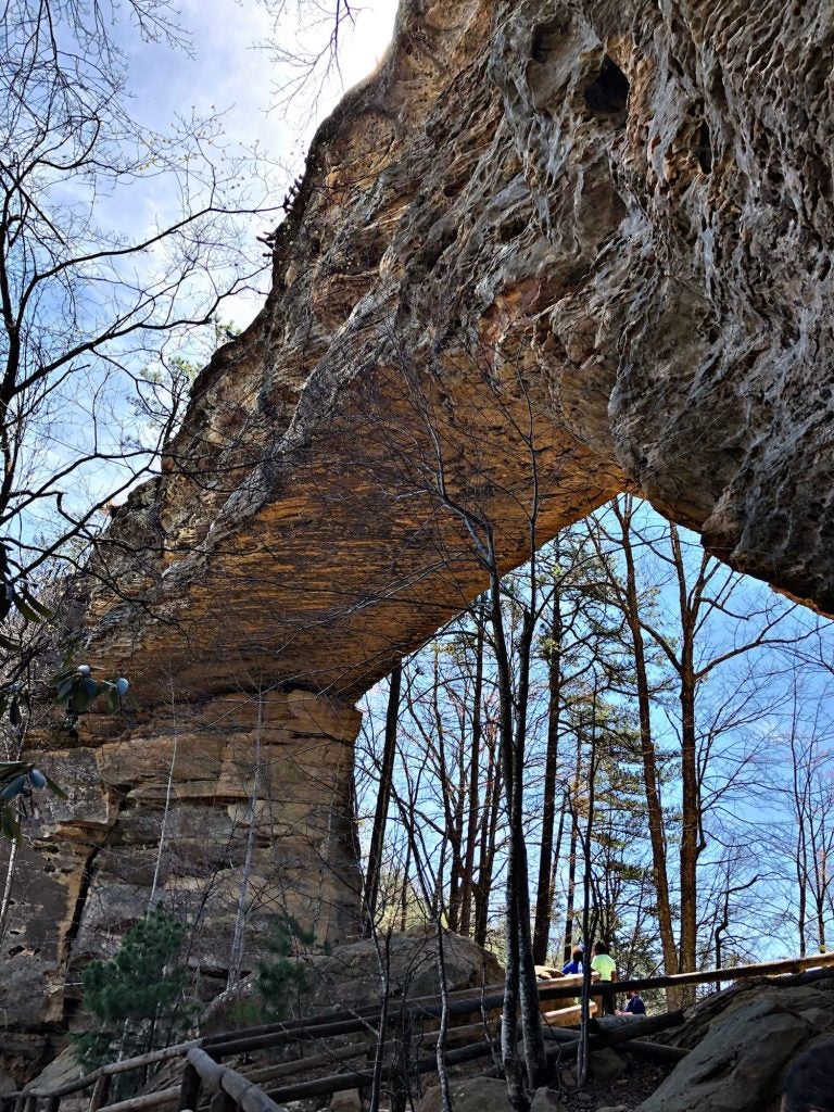 looking up at the stone whittleton arch surrounded by naked winter trees in the red river gorge
