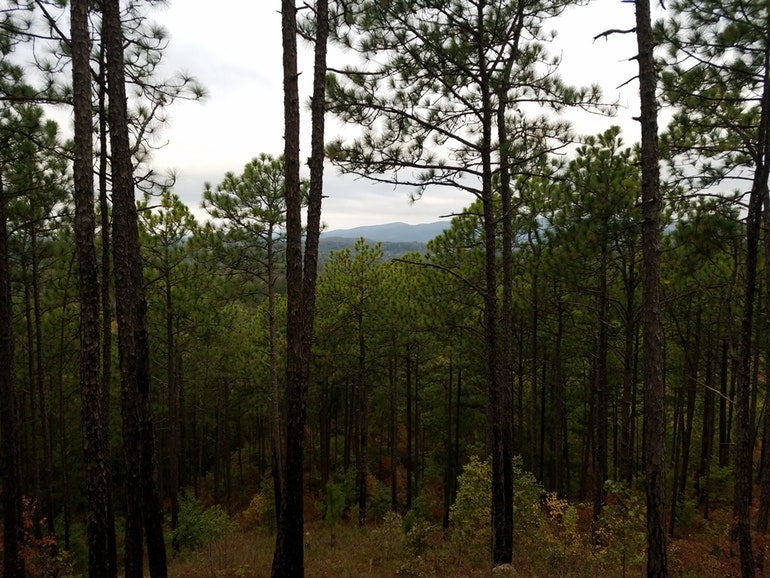 wooded view from a backcountry campground on the pinhoti trail