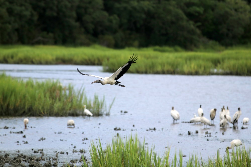 birds at myrtle beach state park