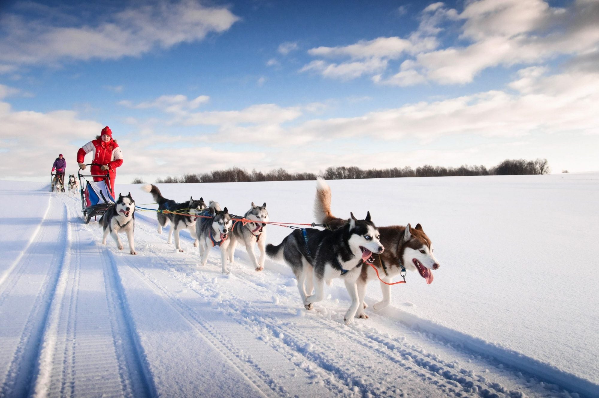 Dog sledding team and musher in winter landscape