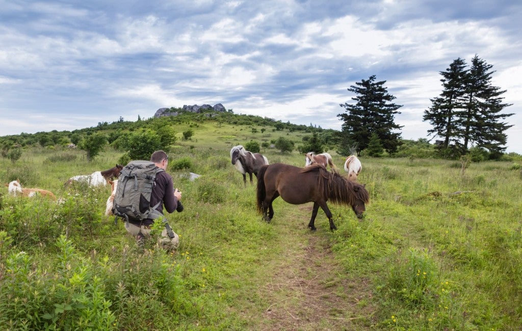 a backpacker on a trial near ponies in Grayson Highlands Virginia