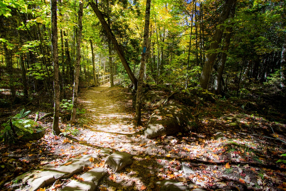 A trail winds along a forest of fall foliage 