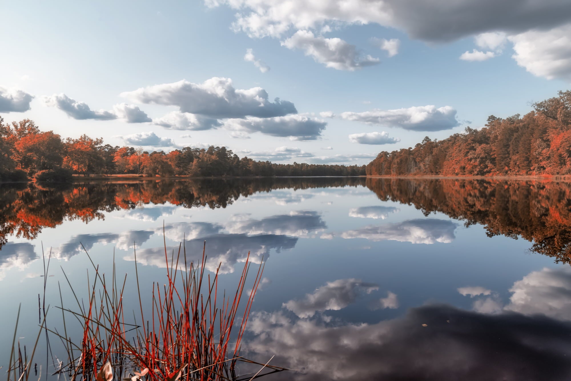 a lake in the pine barrens in new jersey