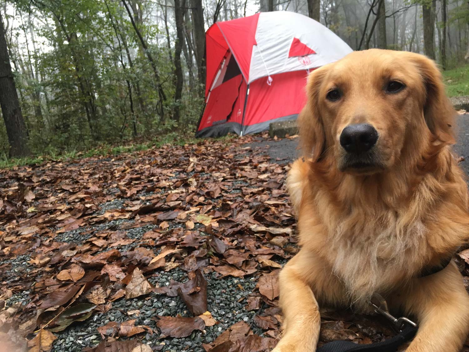 golden retriever in foreground, red and white tent in background at a tree-lined campsite