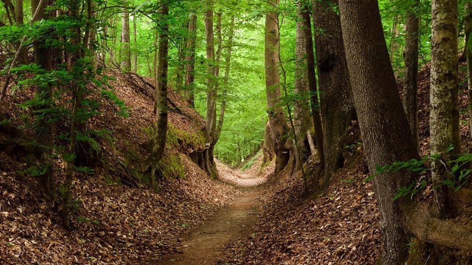 The Natchez Trace Trail weaves through the forest