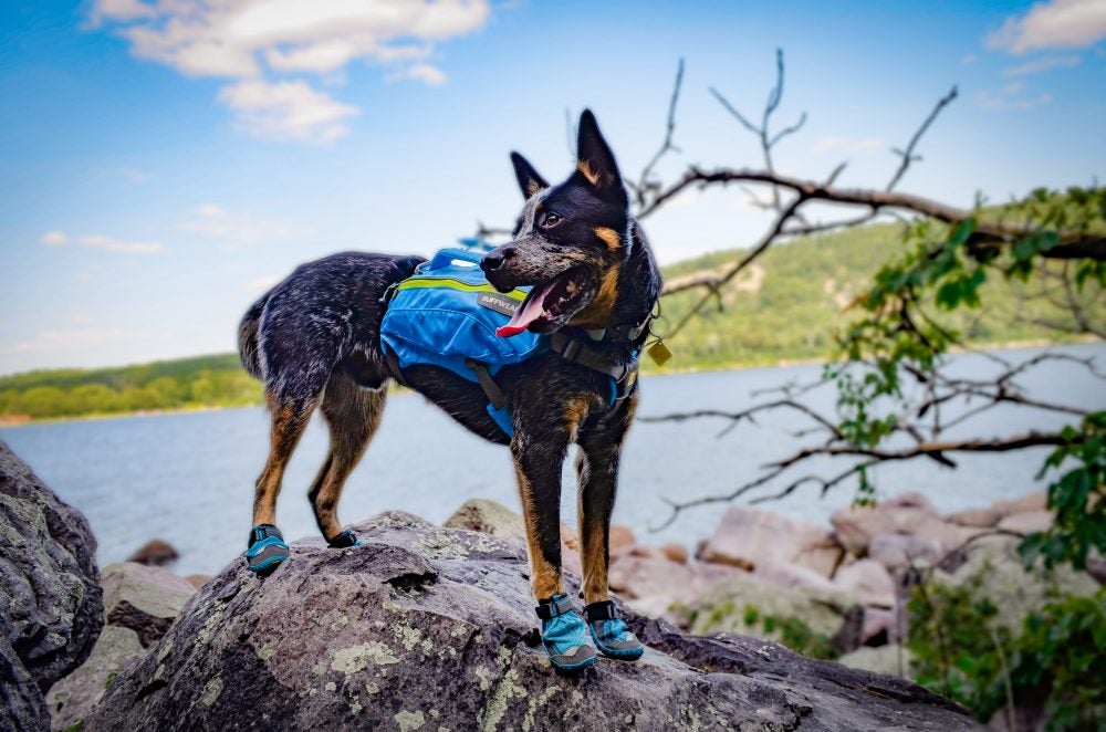 Dog hiking in Wisconsin above lake 