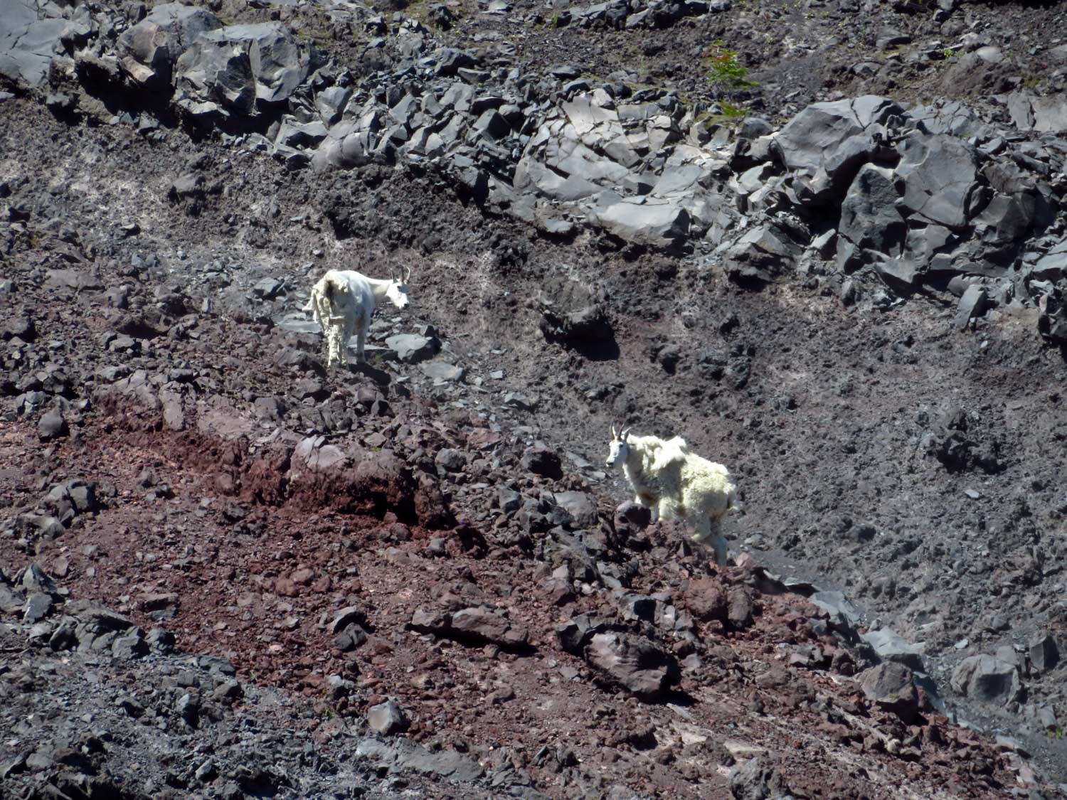 Mountain goats at Mount St. Helens, Washington