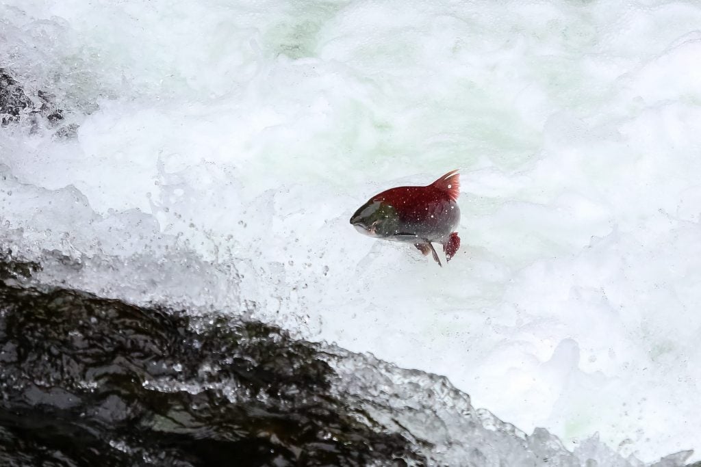 Sockeye salmon migration near the russian river campground