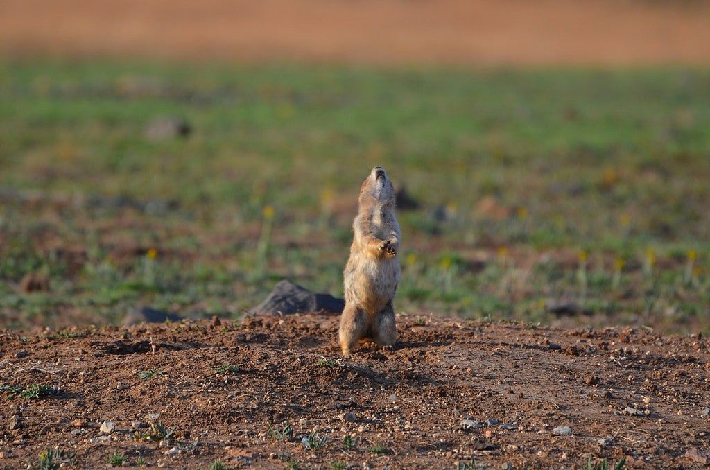 Prairie dog howling at the sky