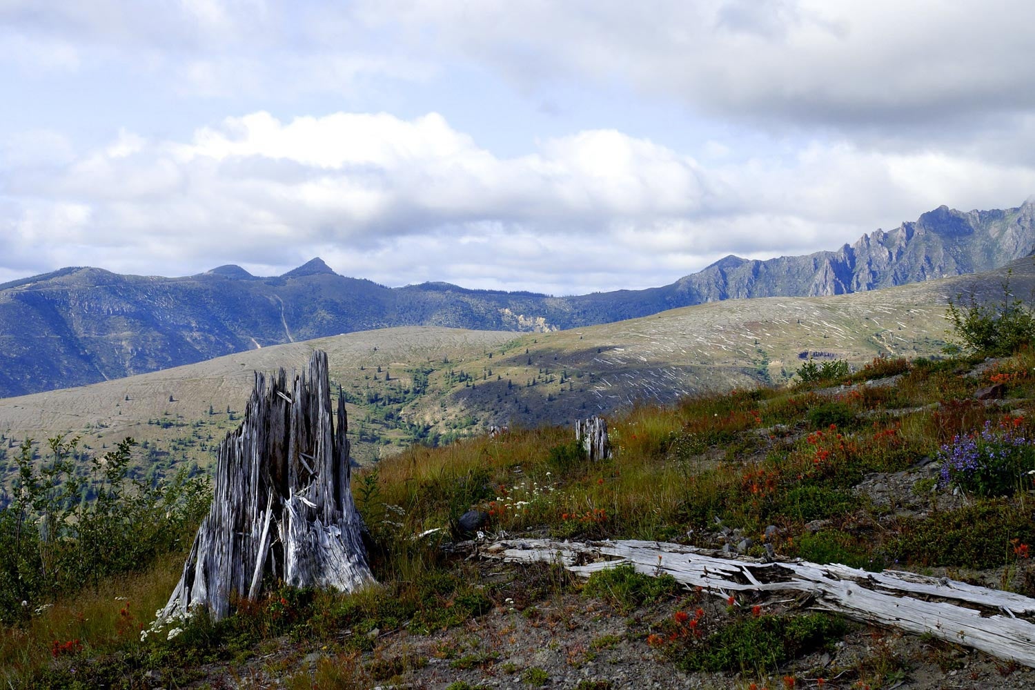 Wildflower plains on Mount St. Helens, Washington - Thru hiking the Loowit Trail