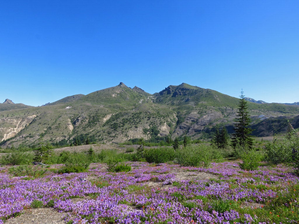 Wildflowers at Mount St. Helens, Washington