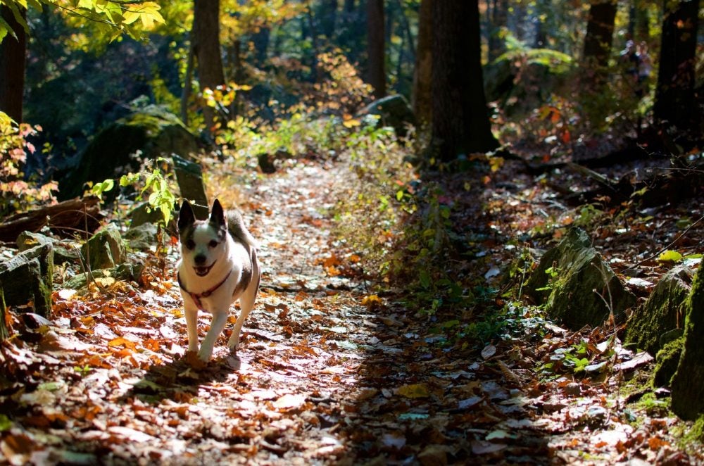 small white and black dog in a harness walking up a leaf-lined trail