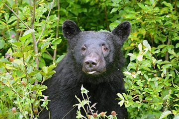 Bears in Colorado: How to Stay Safe While Protecting Local Wildlife