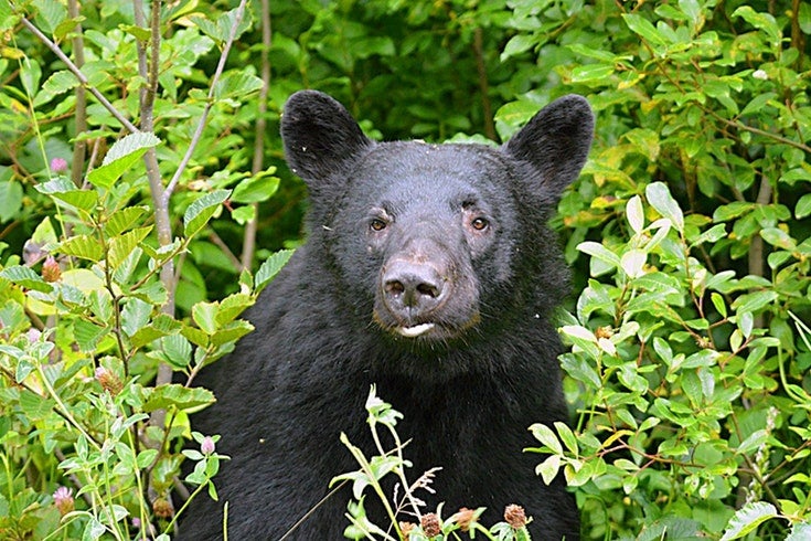 black bear peeks out of colorado forest brush