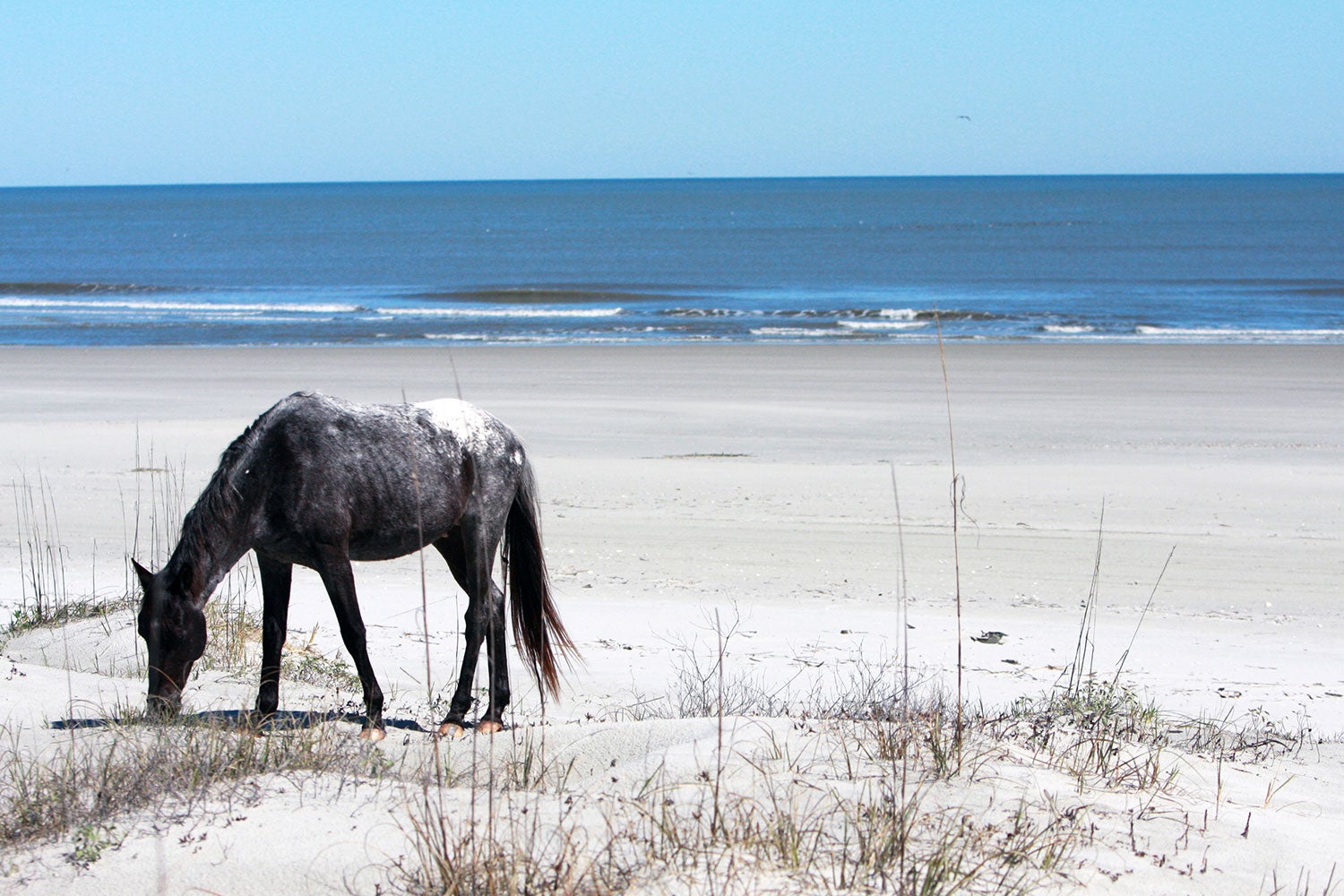 a horse grazes on seagrass in cumberland island