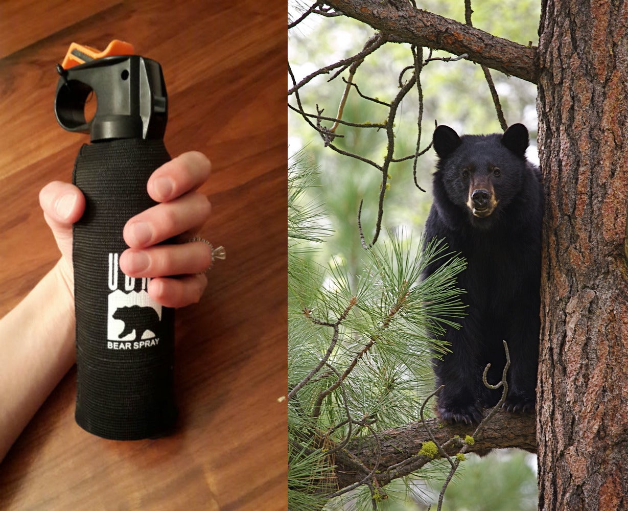 bear spray canister beside image of black bear in tree