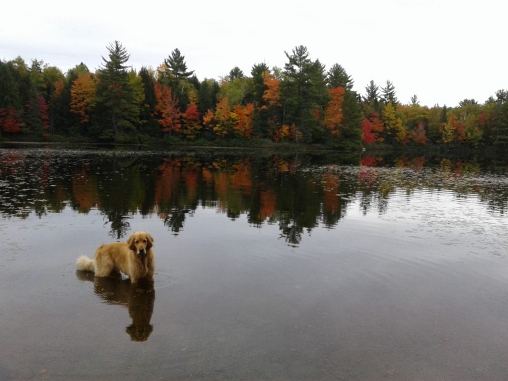 Lake with fall foliage in the background with dog in the lake