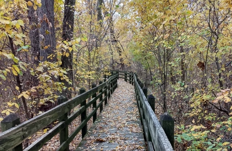 a forest boardwalk cuts through many trees in fall