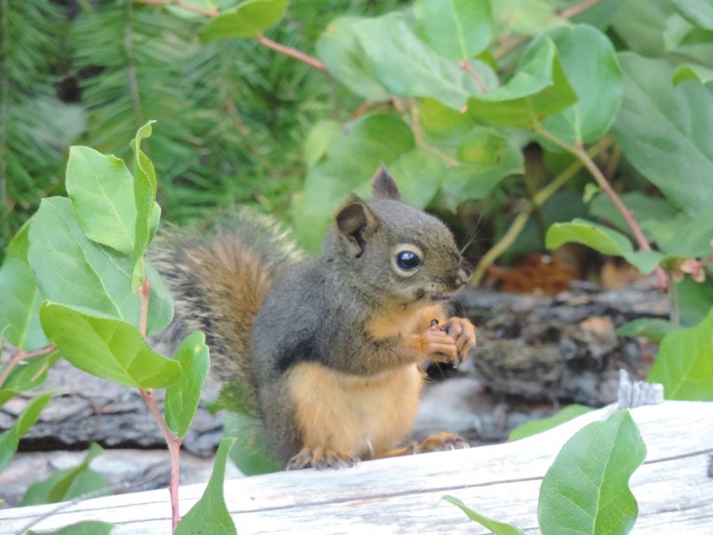 squirrel chipmunk wildlife eating feeding