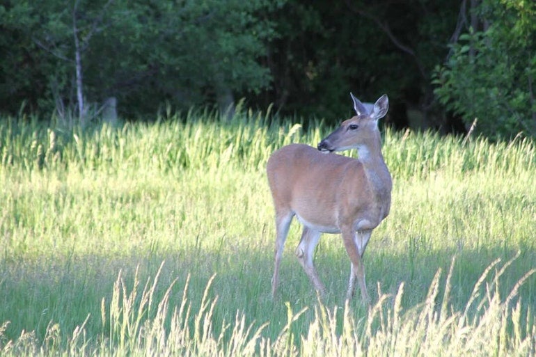 attentive deer grazes in a field